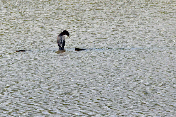 a bird on a log at Lake Haigler